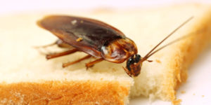 Invasion de cafard-nuisibles service 83