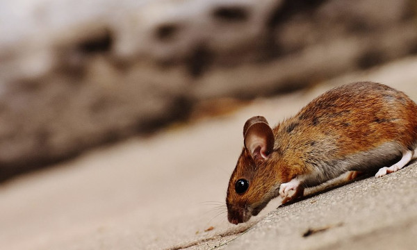 Société Rats Toulon