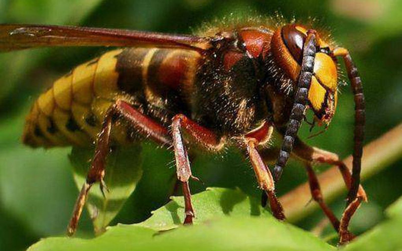 Anti Frelons à Toulon