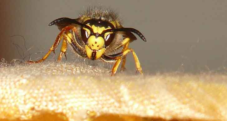 Destruction nid de gupes Toulon