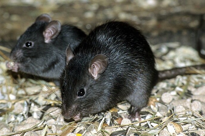 dératisation saint maximin