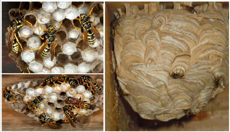 traitement nid frelons toulon