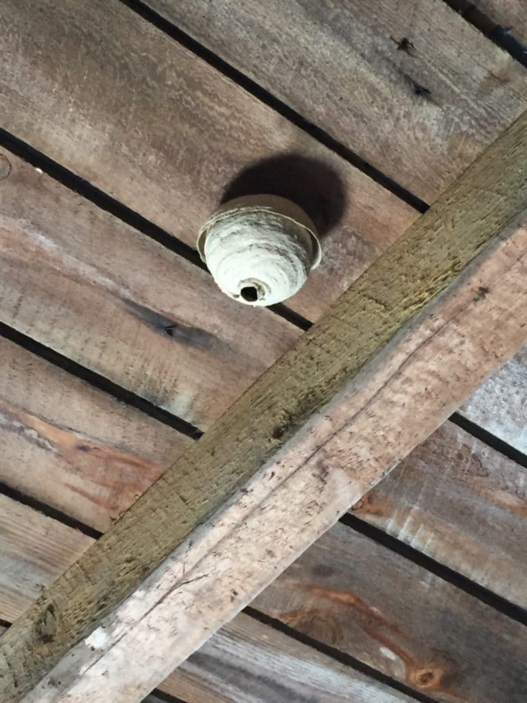 Destruction nid primaire frelons