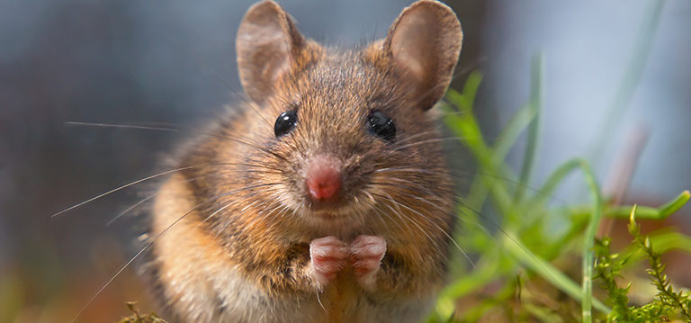 Lutter contre les rongeurs