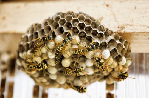 traitement nids de guêpes toulon